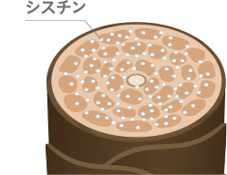 シスチン