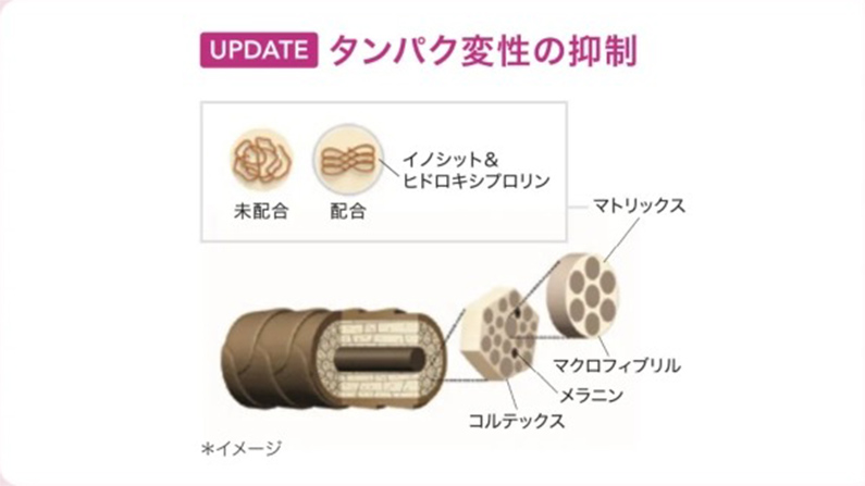 UPDATE タンパク質変性の抑制