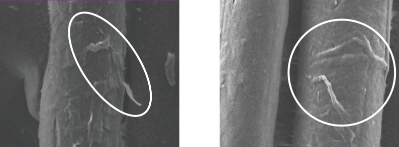 キューティクルの欠損