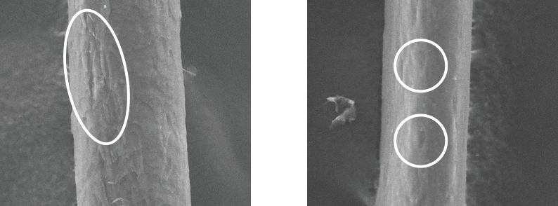 キューティクルの欠損